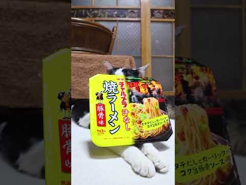 チャルメラ 汁なし 豚骨焼ラーメン　260511　 cat のせ猫 cute　 チャルメラ ねこ ネコ　 猫　 ネコム…