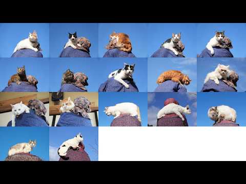 肩乗り猫たち　2026　260422 サムネイル