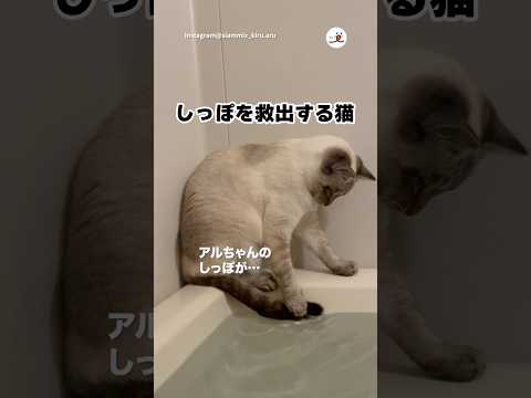 しっぽが浸かってしまった｜PECO
