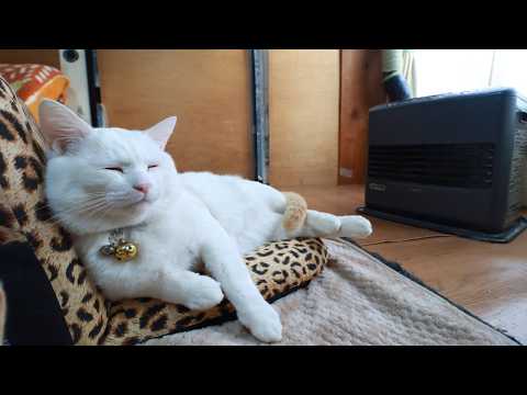 ファンヒーターの前で座椅子におすわりしらたま　260216 サムネイル