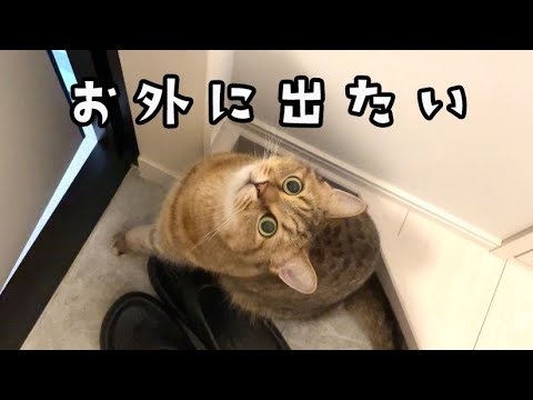 勝手に外出を試みる温室育ち歴もうすぐ6年猫の末路…