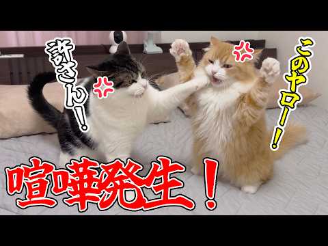 ふうくんとうま次郎が初めてガチ喧嘩してしまった結果、まさかの仲直り方法に感動!