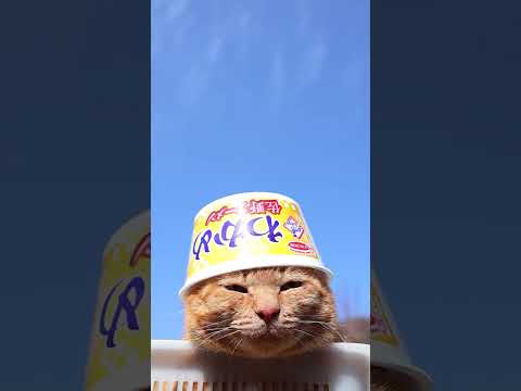 わかめ　 佐野ラーメン　260513　 cat のせ猫 cute　 わかめ kitty ネコ　 佐野ラーメン kitt…