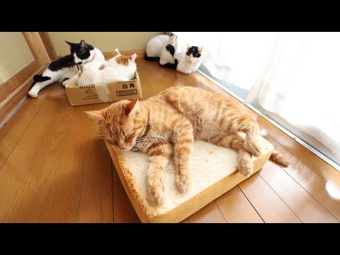 こたつの猫たち がライブ配信中！　2026年2月27日 サムネイル