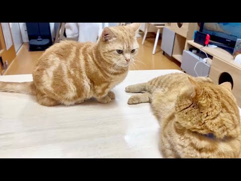 最新のごはんタイム！あいちゃんと仲間たちの平和な楽しみ