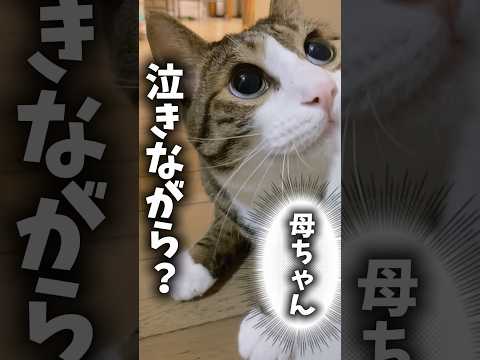 自分を励ます時cats 猫のいる暮らし 球太 サムネイル