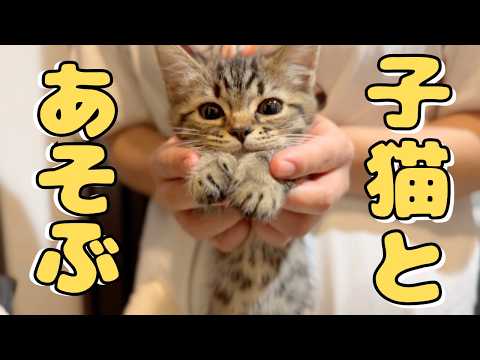 遊びたい子猫とそれを優しく見守る猫。