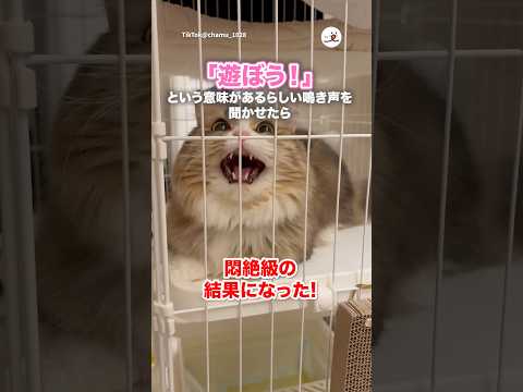 遊びに誘う鳴き声の音声を聴かせてみたら｜PECO サムネイル