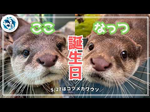 【誕生日】コツメカワウソ「ここ」「なっつ」2歳の誕生日【サンシャイン水族館】 サムネイル