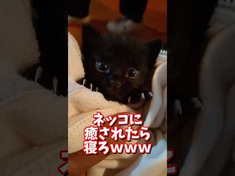 ネッコの動画で癒されたら寝ろｗｗｗ　2ch  動物  猫 癒やし ねこ動画 サムネイル