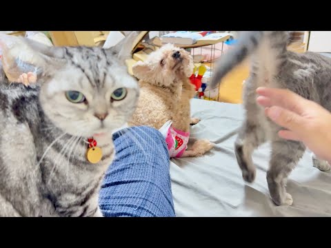 あたし悪くないもん！ サムネイル