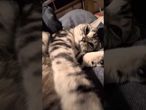 アメショーのラッテ アメショ アメリカンショートヘア 猫と暮らす家猫との暮らし猫 サムネイル