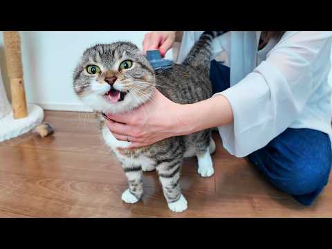 りっちゃん初めてのドライシャンプーでシャーを耐えられるのか！？そして耳がなくなったでごわす🤣🤣🤣 サムネイル