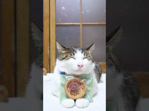 ヌガー　260419　のせ猫　 cat　 cute　 ネコ　 cutecat　 ねこ　 猫のいる暮らし　 kitten… サムネイル