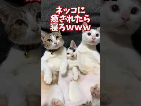 ネッコの動画で癒されたら寝ろｗｗｗ　2ch  動物  猫 癒やし ねこ動画 サムネイル