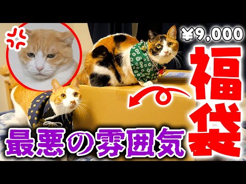【福袋】ネットで人気No.1の”猫用福袋”を開封したらなぜか険悪な雰囲気になってしまいました… サムネイル
