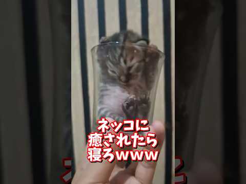 ネッコの動画で癒されたら寝ろｗｗｗ　2ch  動物  猫 癒やし ねこ動画 サムネイル