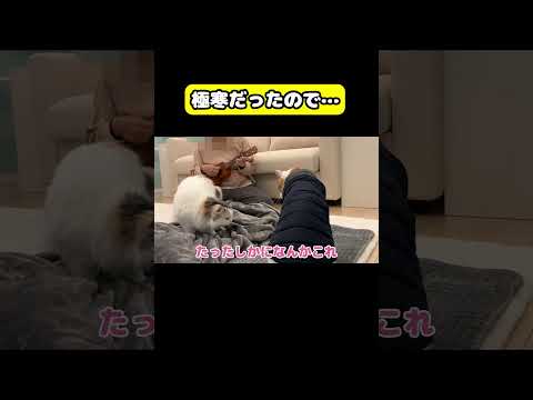 極寒だったので…#猫 #おもしろ #アテレコ #ニャンチューバーつくし サムネイル