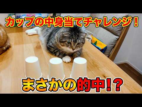 カップの中身当てチャレンジで”あのニャンズ”がまさかの的中！？そして相変わらず狩られてしまうりっちゃん🤣🤣🤣 サムネイル