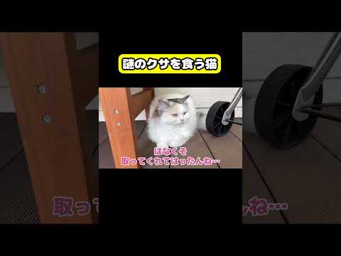 謎のクサを食う猫　猫 おもしろ アテレコ ニャンチューバーつくし サムネイル