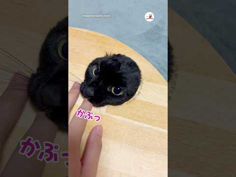 かぷっの瞬間がかわいい｜PECO サムネイル