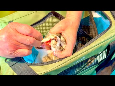 脱走猫の元気がないので病院で検査した結果。。 サムネイル