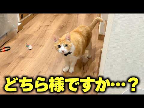 【謝罪】終電を逃して朝帰りしたら、猫たちに忘れ去られていました。 サムネイル
