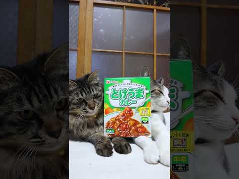 とけうまカレー　中辛　260612　 cat のせ猫 cute　 とけうまカレー中辛 cutecat　 カレー 猫のい… サムネイル