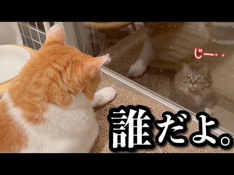 真夜中、じっと見つめ合う2匹の圧が怖すぎる サムネイル