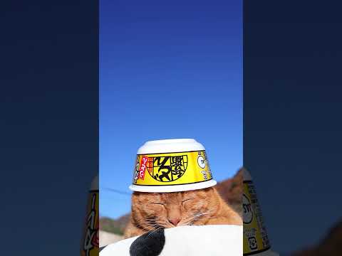 日清のどん兵衛 カレーうどん　251217　#ねこ　#どん兵衛　#のせ猫　 #cat　 #cute　 #猫のいる暮らし…