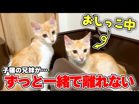 初めての場所で不安ながらも、離れず一緒にいる子猫の兄妹が可愛すぎました… サムネイル