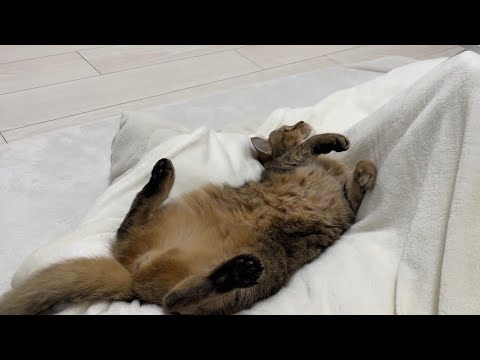 コタツの横を見てみたら人間より脱力していた猫… サムネイル