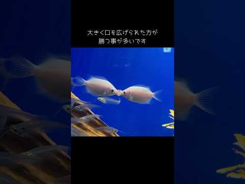 【キッシンググラミー】口を広げて競い合うキッシンググラミー【サンシャイン水族館】shorts 水族館 サムネイル