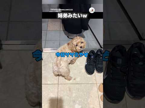 勘ぐる犬｜PECO サムネイル