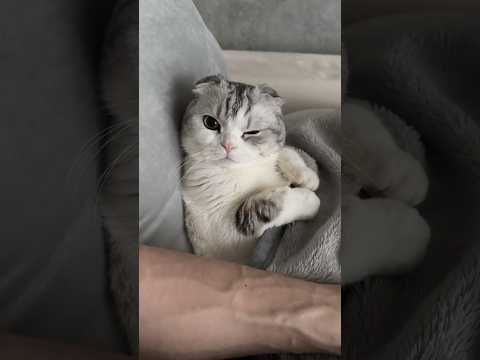 😽&☺️ cat 猫 サムネイル