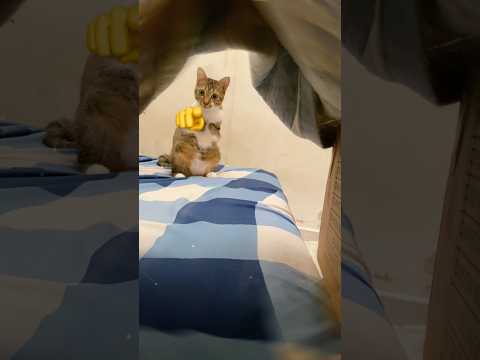 When the house get the new bed サムネイル