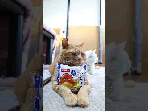 パンケーキ こしあん＆マーガリン　260122　のせ猫　 cat 猫のいる暮らし ネコ　 cute　 ねこ　 猫のいる… サムネイル