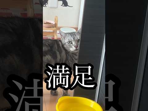 満足 ねこ cat 水飲み アメショ たろう サムネイル