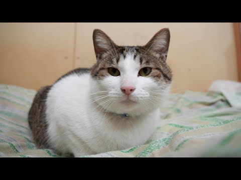 さばたろうおかおなでなで　251228 サムネイル