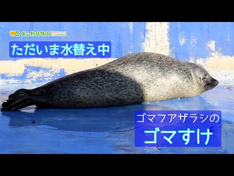 【東山動植物園公式】ゴマすけよっこいしょ《 ゴマフアザラシ　アザラシ 》 サムネイル