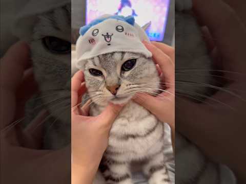 子猫の頃から良く鳴くマンチカンが可愛すぎる... cat 猫