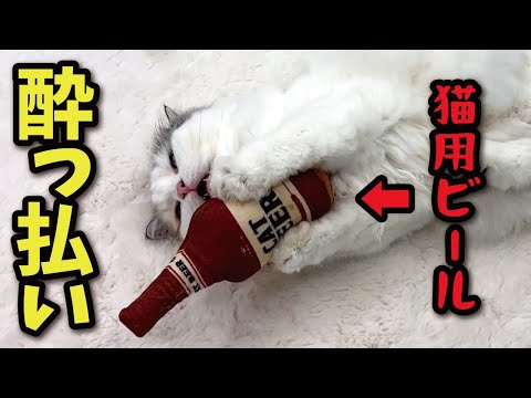 【忘年会】猫用ビールで酔っ払った猫がとんでもないことに…！ サムネイル