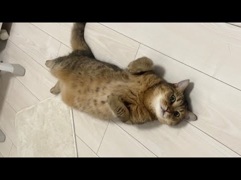モフモフのお腹を見せながらへそ天してごろ寝する猫が可愛すぎる件 サムネイル