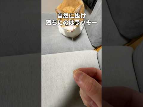 「猫髭ラッキー」猫あるある|フルはApple Musicほか音楽アプリへ サムネイル