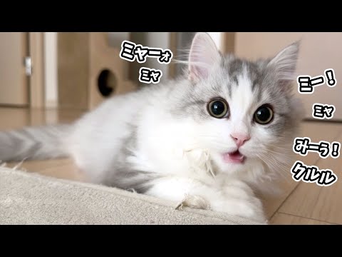 兄猫と一緒に遊べたのが嬉しすぎておしゃべりが止まらない子猫が可愛いw サムネイル