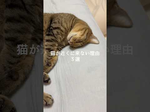 猫が近くに来ない理由3選 猫 ねこ 猫好きさんと繋がりたい 猫のいる暮らし 猫動画 保護猫 雑学 豆知識 VOICEV…