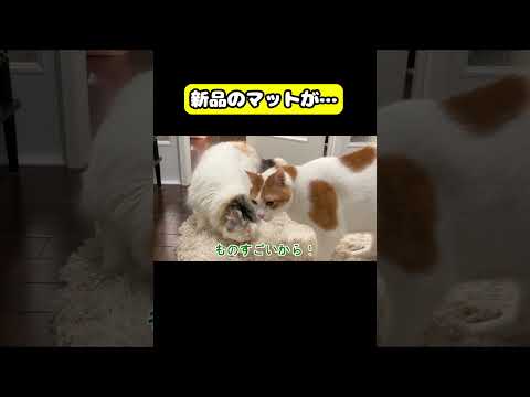新品のマットが…猫 おもしろ アテレコ ニャンチューバーつくし サムネイル