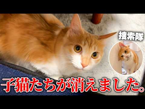 預かっている子猫が全員行方不明になってしまいました。家中を探し回って見つけたのは… サムネイル
