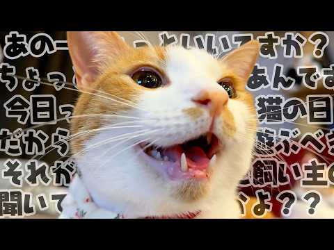 猫の日だからってすごい勢いで猫が話しかけてきました。 サムネイル