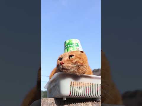 森永アロエヨーグルト　260331　のせ猫　 cat　 cute　 猫のいる暮らし　 ねこ　 ネコ　 猫好　 cute… サムネイル
